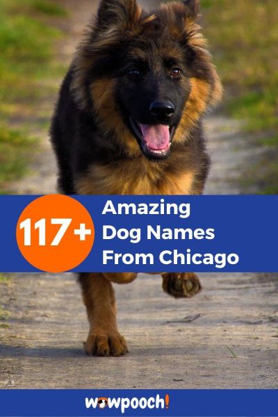 117+ Dog Names From Chicago