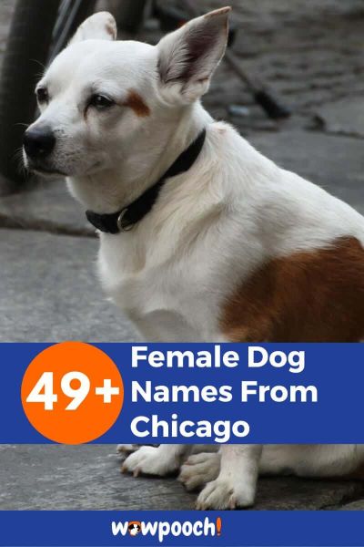 49+ Female Dog Names From Chicago
