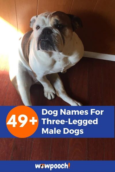49+Dog Names For Three-Legged Male Dogs