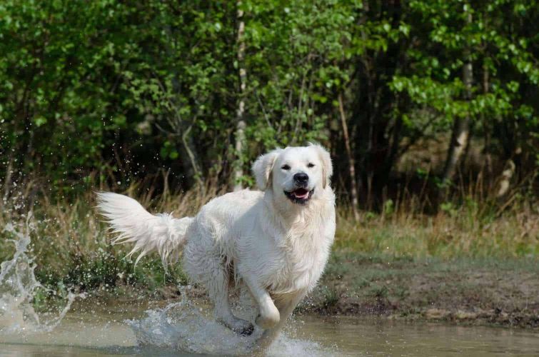 Male Great Pyrenees Dog Names