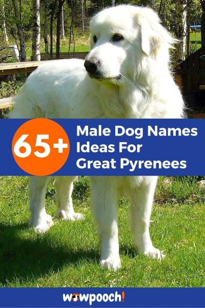 Male Great Pyrenees Dog Name Ideas