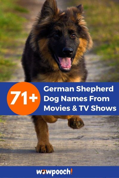 71+ German Shepherd Dog Names From Movies And TV Shows