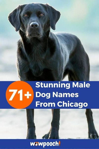 71+ Male Dog Names From Chicago