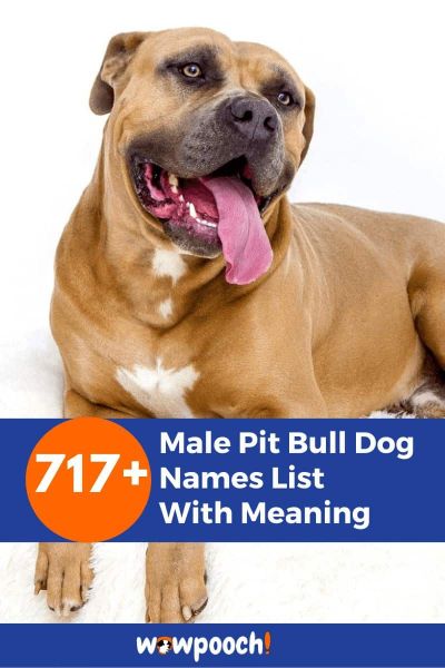 717+ Male Pit Bull Dog Names
