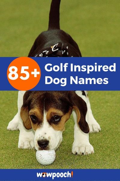 Golf Inspired Dog Names