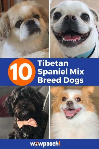 10 Tibetan Spaniel Mixes