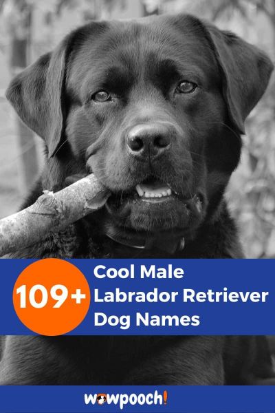 109+ Cool Male Labrador Retriever Dog Names