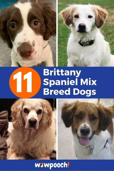 11 Best Brittany Spaniel Mixes