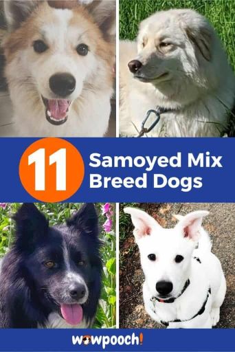 11 Samoyed Mixes