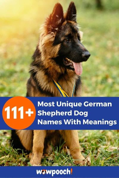 111+ Unique German Shepherd Dog Names