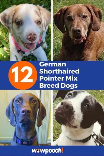 12 German Shorthaired Pointer Mixes