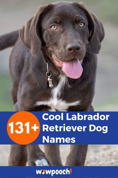 131+ Cool Labrador Retriever Dog Names