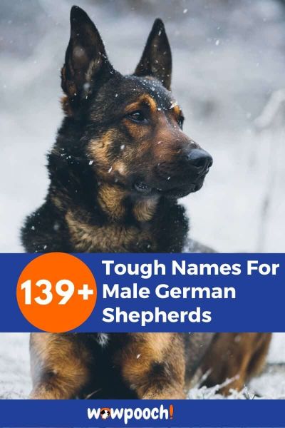139+ Tough Names For Male German Shepherds
