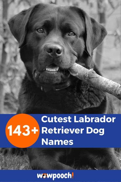 143+ Cute Labrador Retriever Dog Names