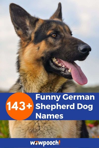 143+ Funny German Shepherd Names