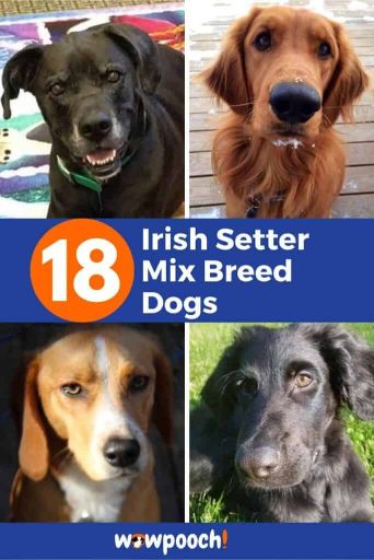 18 Irish Setter Mixes