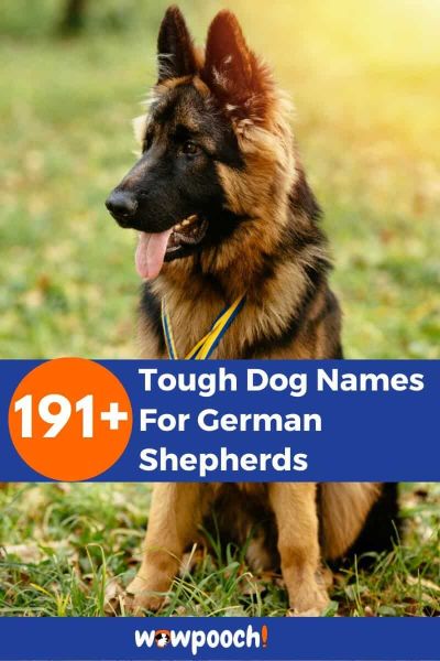 191+ Tough Dog Names For German Shepherds