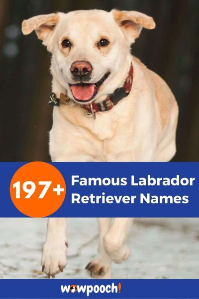 197+ Famous Labrador Retriever Names