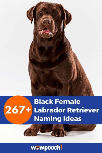 267+ Black Female Labrador Retriever Names