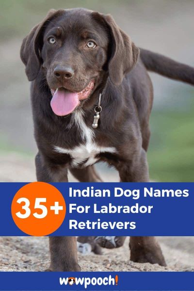 35+ Indian Dog Names For Labrador Retrievers