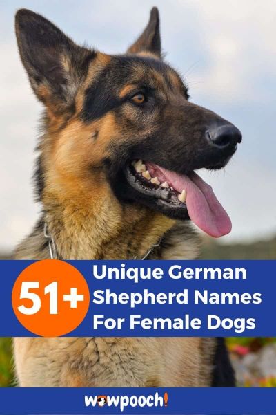 51+ Unique German Shepherd Dog Names For Females