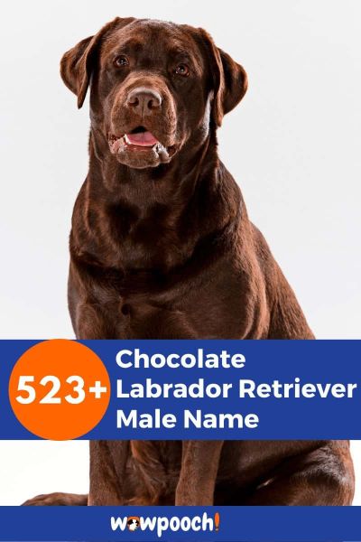 523+ Chocolate Labrador Retriever Male Names