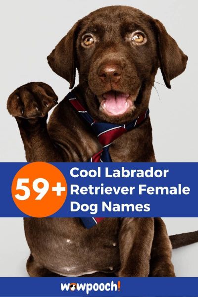 59+ Cool Labrador Retriever Female Dog Names