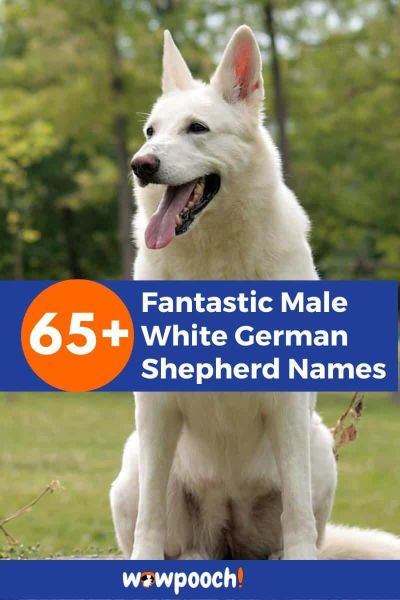 65+ Male White German Shepherd Names