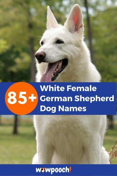 85+ White Female German Shepherd Dog Names
