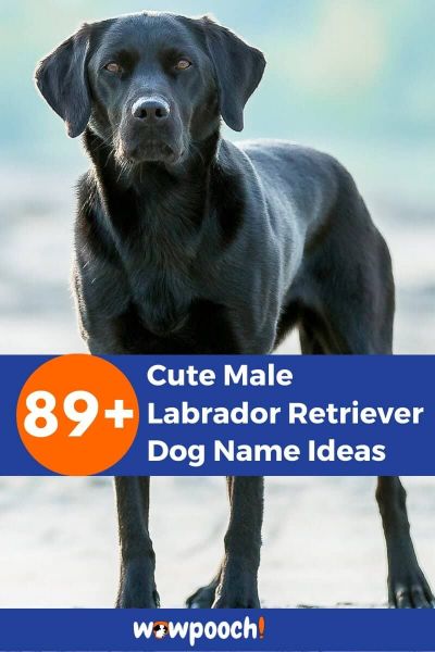 89+ Cute Male Labrador Retriever Dog Names