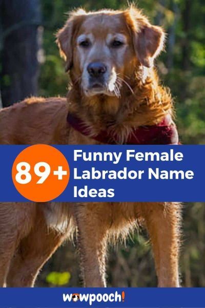 89+ Funny Female Labrador Names