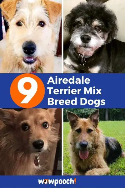 9 Airedale Terrier Mixes