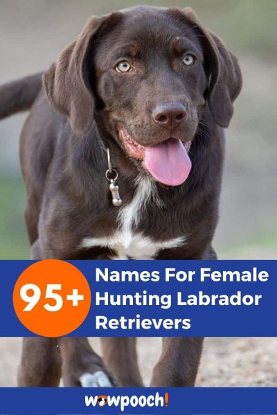 95+ Names For Female Hunting Labrador Retrievers