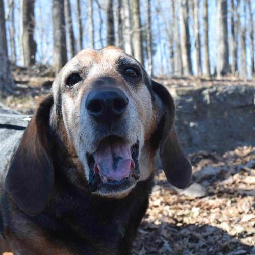 Basset Bloodhound Dog