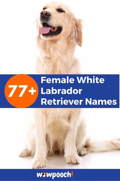 77+ Female White Labrador Retriever Names