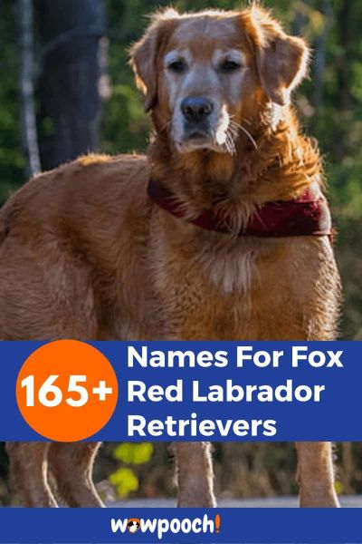 165+ Names For Fox Red Labrador Retrievers