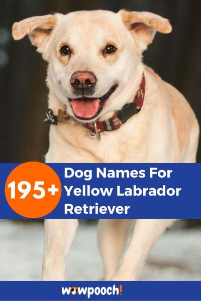 195+ Dog Names For Yellow Labrador Retriever