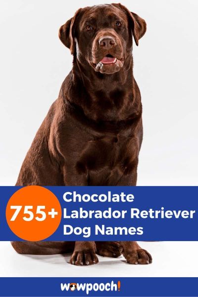 755+ Chocolate Labrador Retriever Dog Names