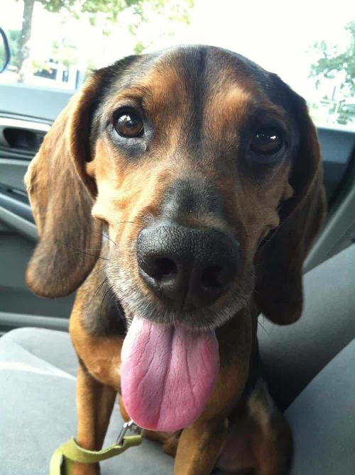 Bloodhound Beagle Dog