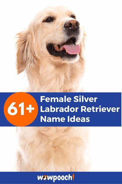 61+ Female Silver Labrador Retriever Names