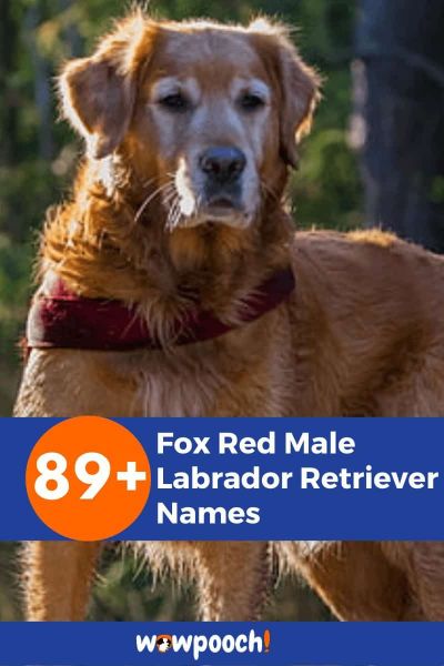 89+ Fox Red Male Labrador Retriever Names