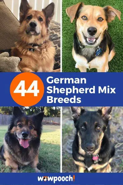 German Shepherd Mix Breeds