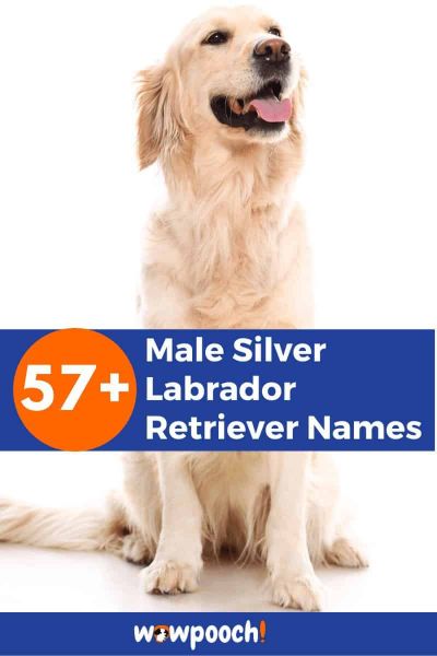 57+ Male Silver Labrador Retriever Names