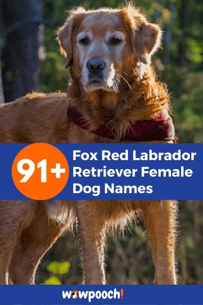 91+ Fox Red Labrador Retriever Female Dog Names