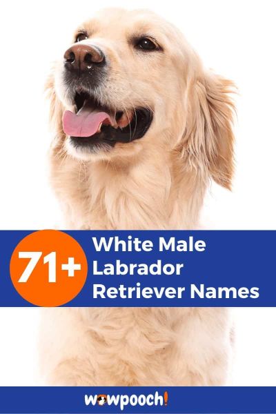 71+ White Male Labrador Retriever Names