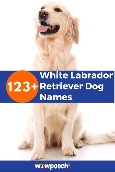 123+ White Labrador Retriever Dog Names