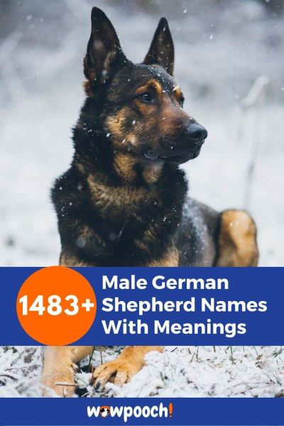 1483+ Male German Shepherd Names