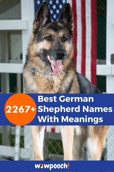 2267+ German Shepherd Names
