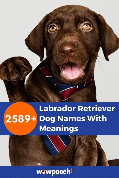 2589+ Labrador Retriever Dog Names