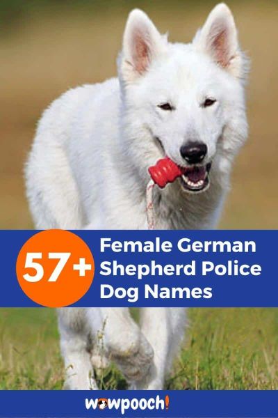 57+ Female German Shepherd Police Dog Names